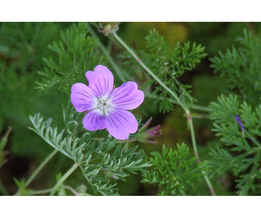 La Veta Lace Geranium